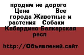 продам не дорого › Цена ­ 10 000 - Все города Животные и растения » Собаки   . Кабардино-Балкарская респ.